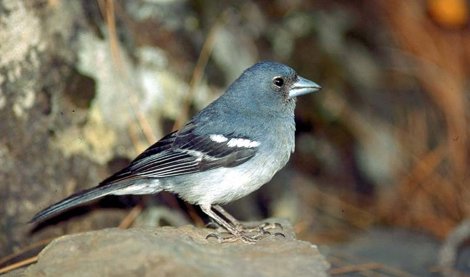 Cooperación y Desarrollo