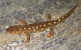 Tritón del Montseny