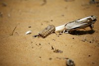 Catorce millones de personas, víctimas del hambre en el sur de África por la sequía