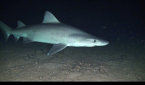 Cooperación y Desarrollo