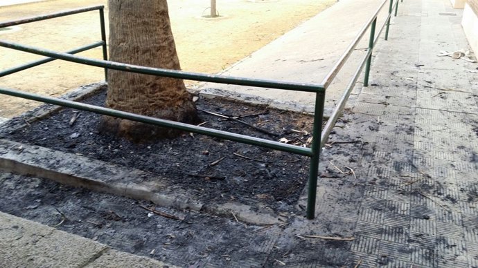 Palmera quemada en Mairena.