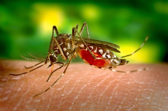 Virus del zika