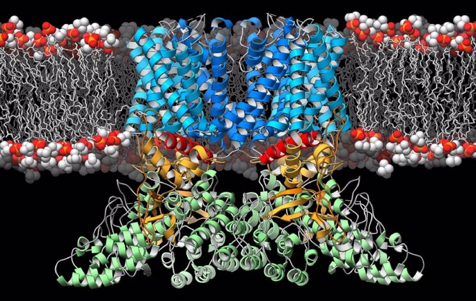 Revelan la estructura en 3D de la proteína que guía el sistema inmunológico