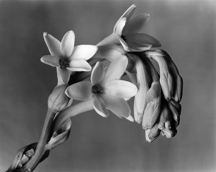 Tuberose, 1920s  Imogen Cunningham