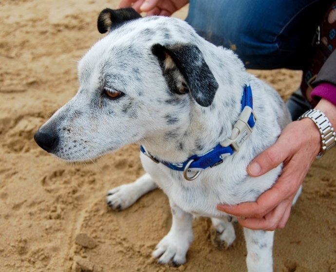 Perro. Abandono animal. Sacrificio cero. Animales. 