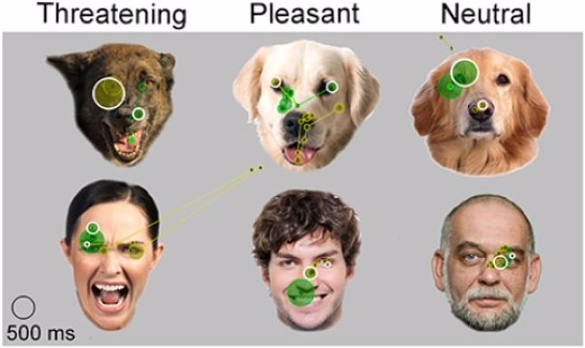 Expresiones faciales analizadas por un perro