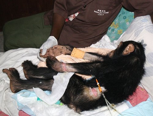 'Motambo', Chimpancé Liberado Y Recuperado Por Instituto Jane Goodall