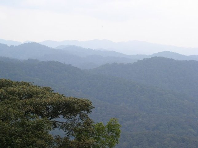 Montañas de Bwindi