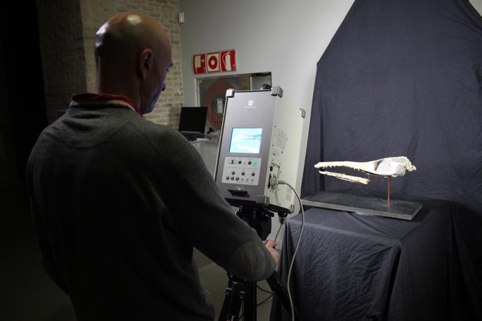 Escaneo del cocodrilo de Ricla