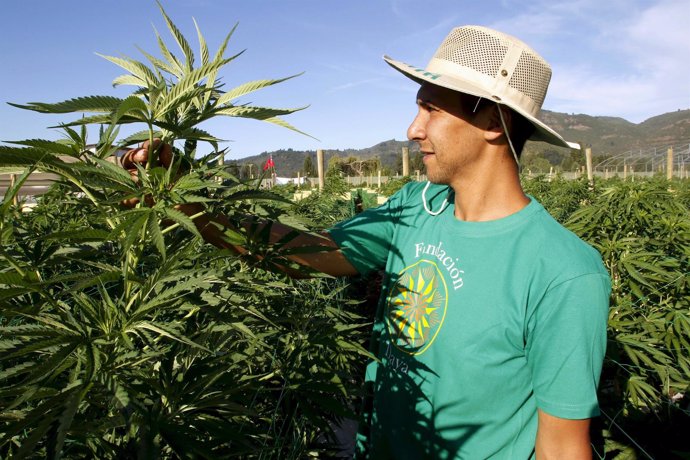 Chile marihuana cannabil plantación