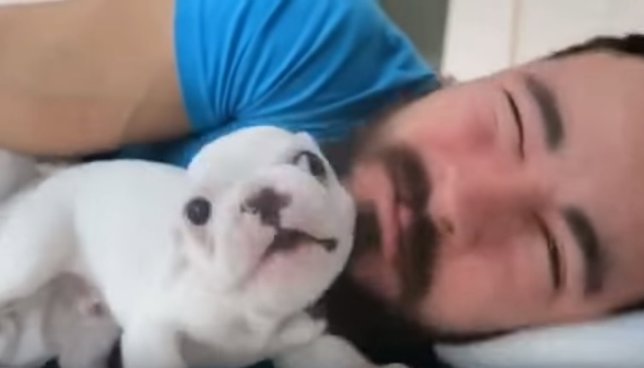 Cachorro bulldog despierta a su amo