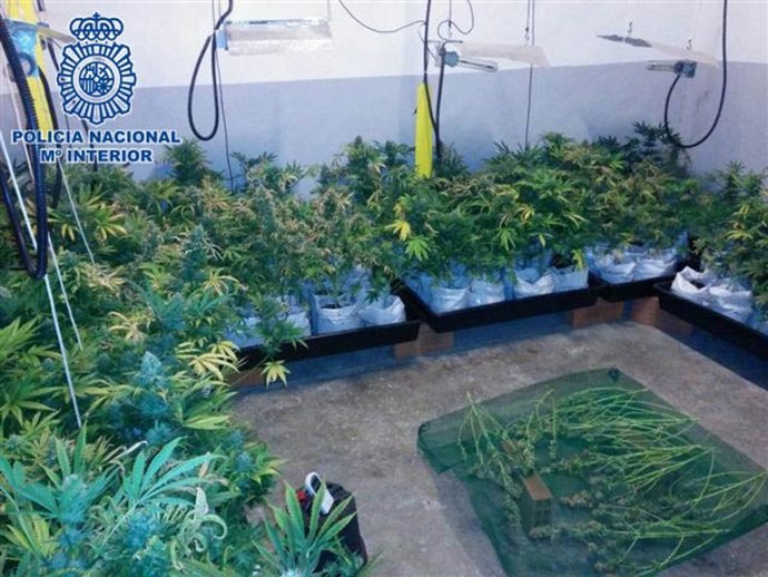 La Policía desmantela una plantación de marihuana con 155 plantas