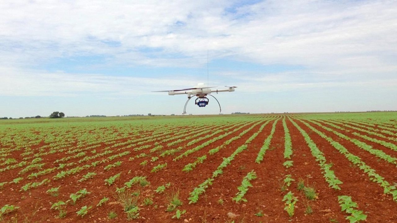 Un dron sobrevuela un cultivo de girasoles