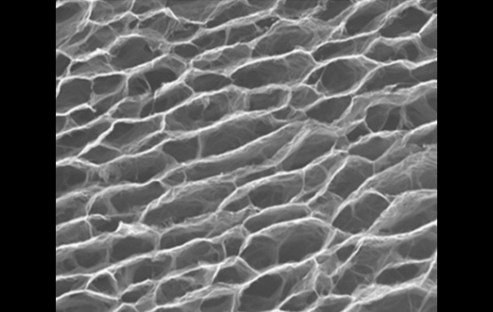 Foto: UNIVERSIDAD DE MONASH