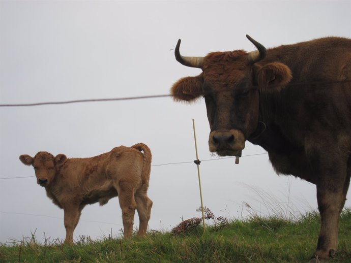 Vacas, asturiana de los valles