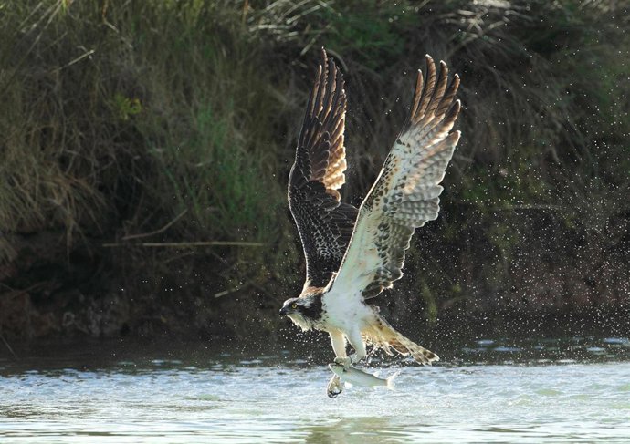 Imagen de la muestra