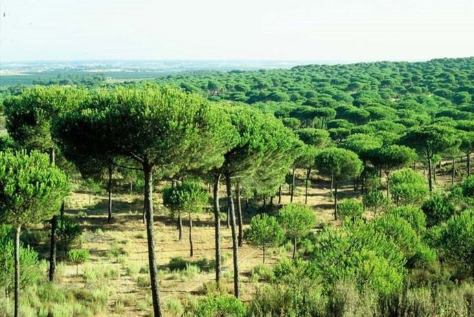 Pinar de Cartaya (Huelva). 