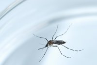 Las malformaciones congénitas relacionadas con el virus zika siguen aumentando en Brasil
