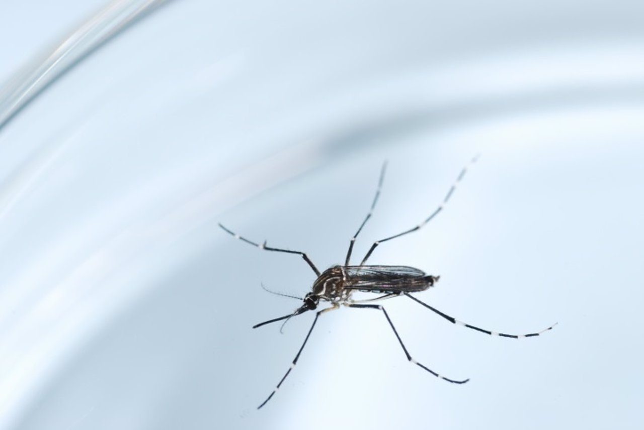 Aedes aegypti, mosquito, Zika