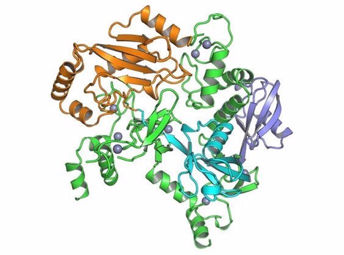 Complejo proteico clave en la modulación del sistema inmune