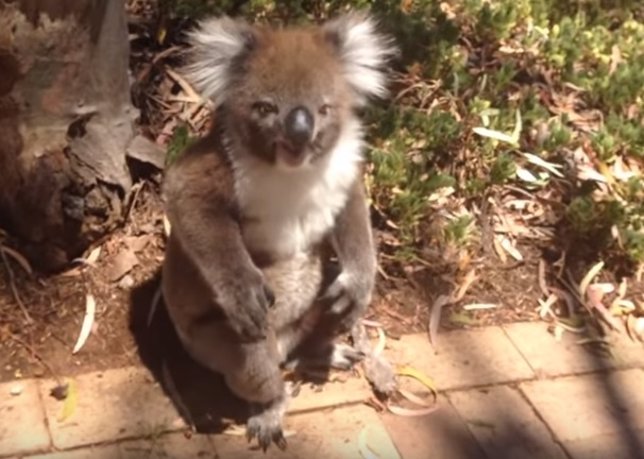 Bebé koala llora al ser expulsado de un árbol