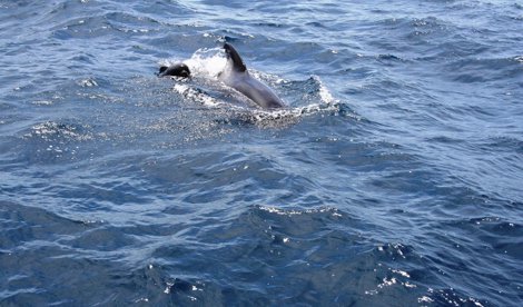 Cooperación y Desarrollo