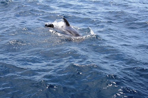 Delfines en el estrecho de Gibraltar vistos desde Ceuta