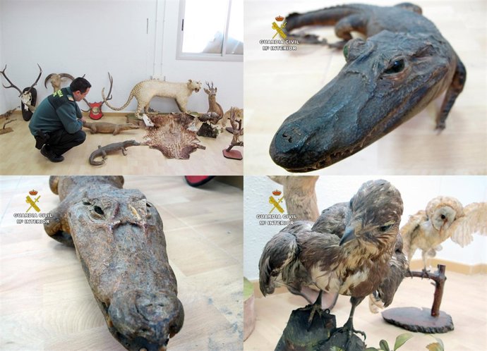 Imagen de los animales disecados intervenidos en la operación