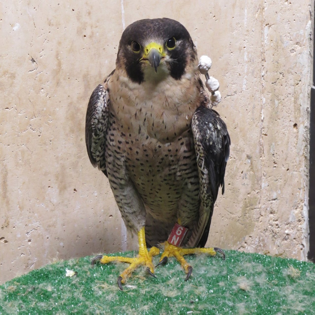 Un halcón peregrino 