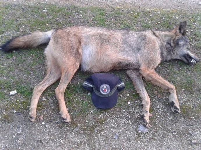 Cadáver de un lobo