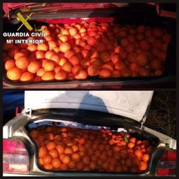 Naranjas robadas en Zalamea La Real (Huelva).