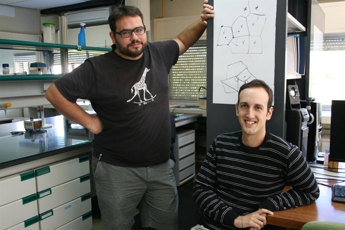 Encuentran Justificación Fisica Que Explica La Organización De Los Tejidos (Con 