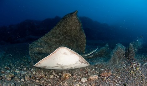 Cooperación y Desarrollo