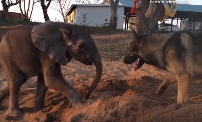 Mira cómo esta elefante supera sus adversidades con la ayuda de un perro