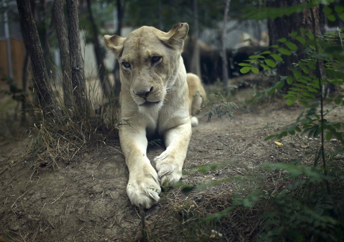 A lioness lies inside its enclosure at the zoo in Tbilisi
