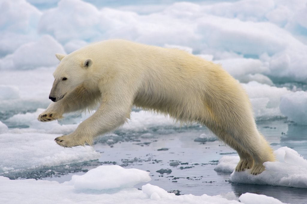 Animales En Peligro De Extincion El Oso Polar