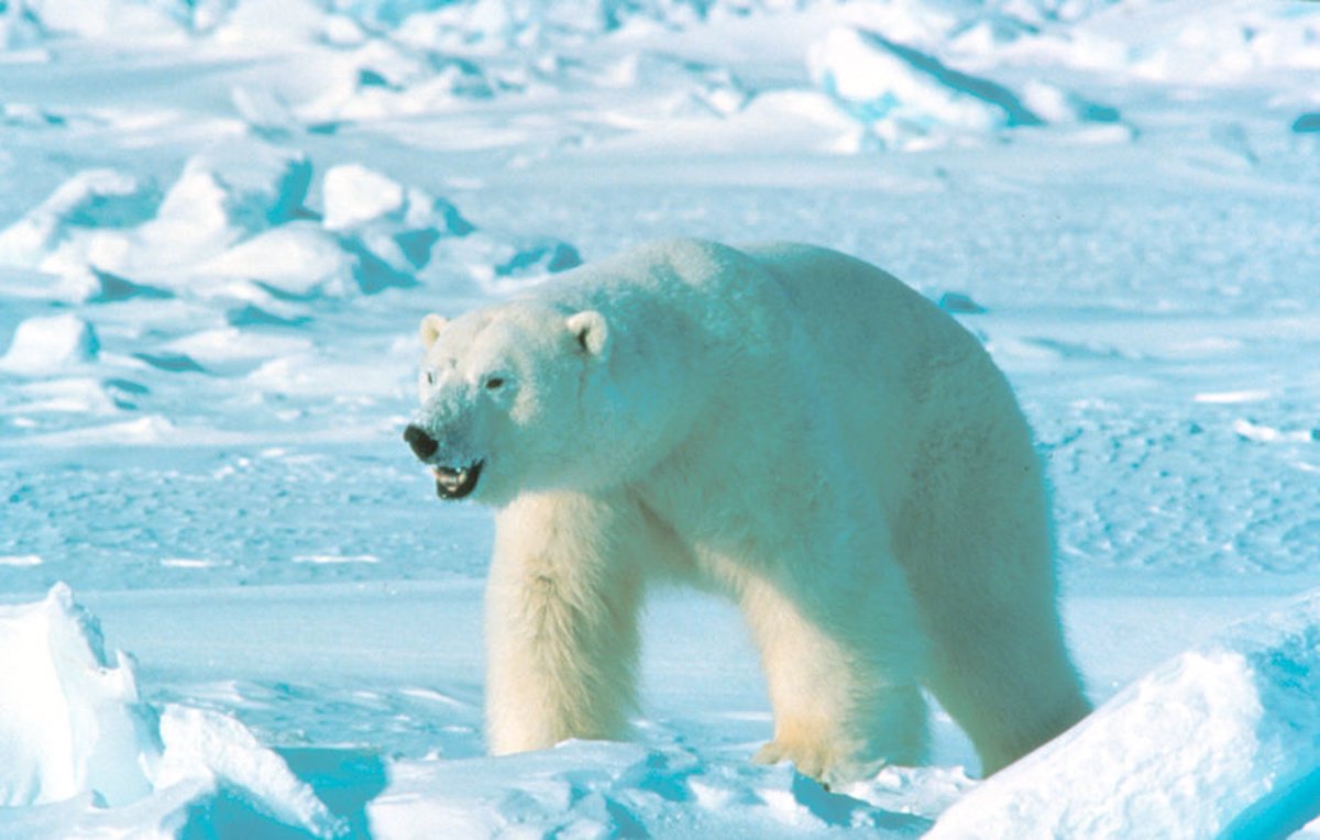 Imágenes de animales polares en su hábitat