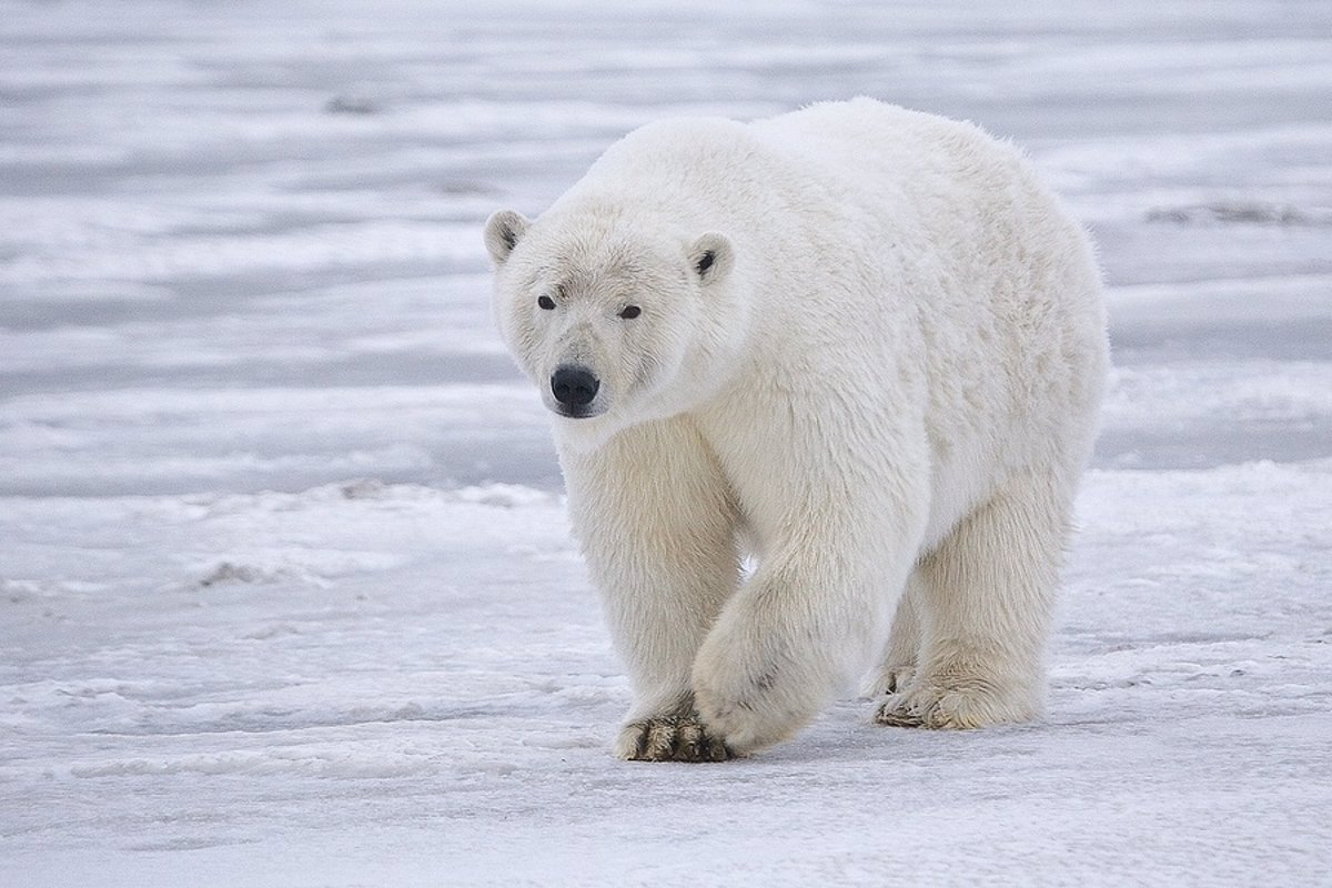 ironía dedo Deformación Animales en peligro de extinción: el oso polar