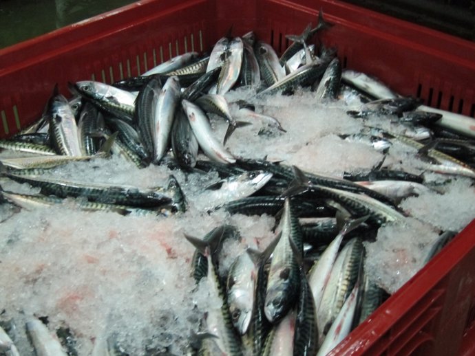 Ejemplares de verdel en Santoña