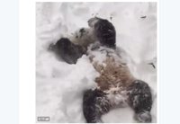 Así han recibido la nieve los animales del National Zoo de Washington