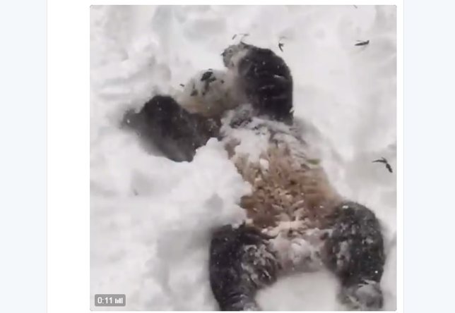 Tian Tian, oso panda con nieve