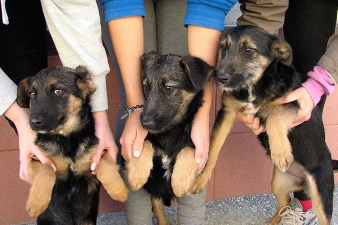 Perros para adopción Ayuntamiento de Málaga.