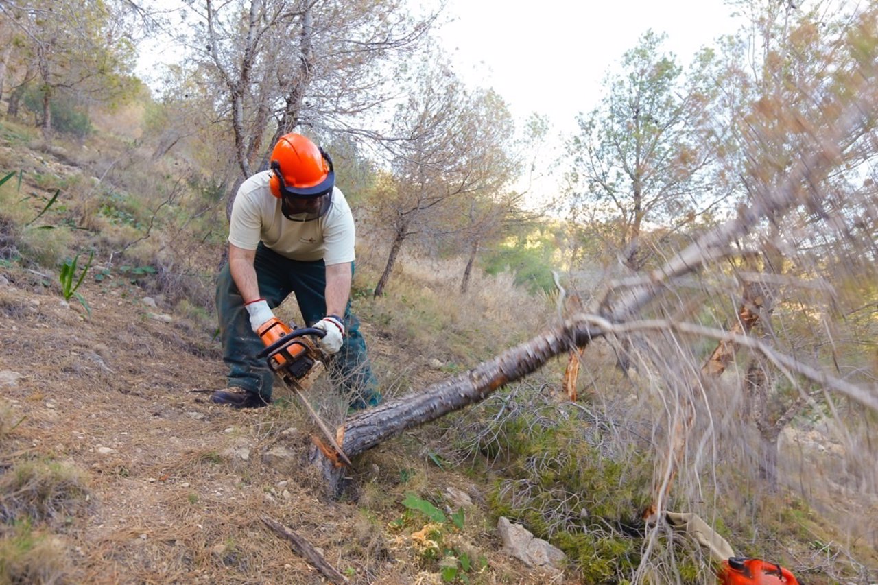 Un técnico tala un pino afectado por la plaga en Serra Gelada