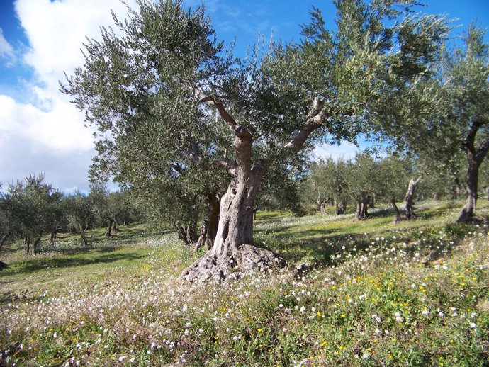 Albero de olivo, clave en la investigación