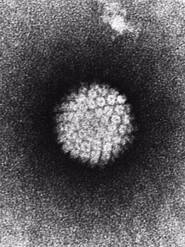 Virus del papiloma, VPH