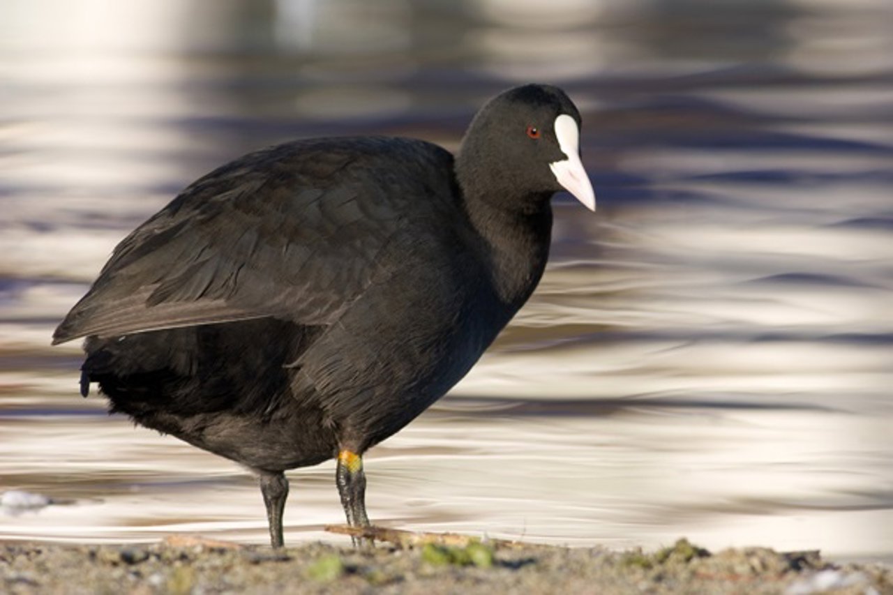 Especie en la Albufera de Mallorca