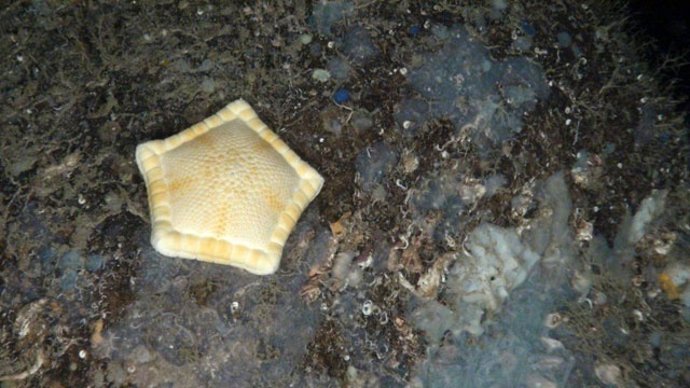 Fauna y Flora marina de El Seco de los Olivos