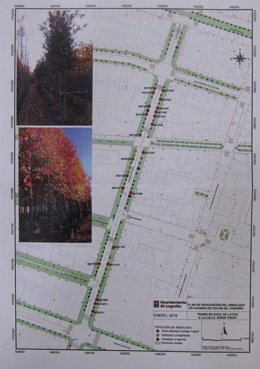 Plano del proyecto piloto de arbolado en Avenida de Colón