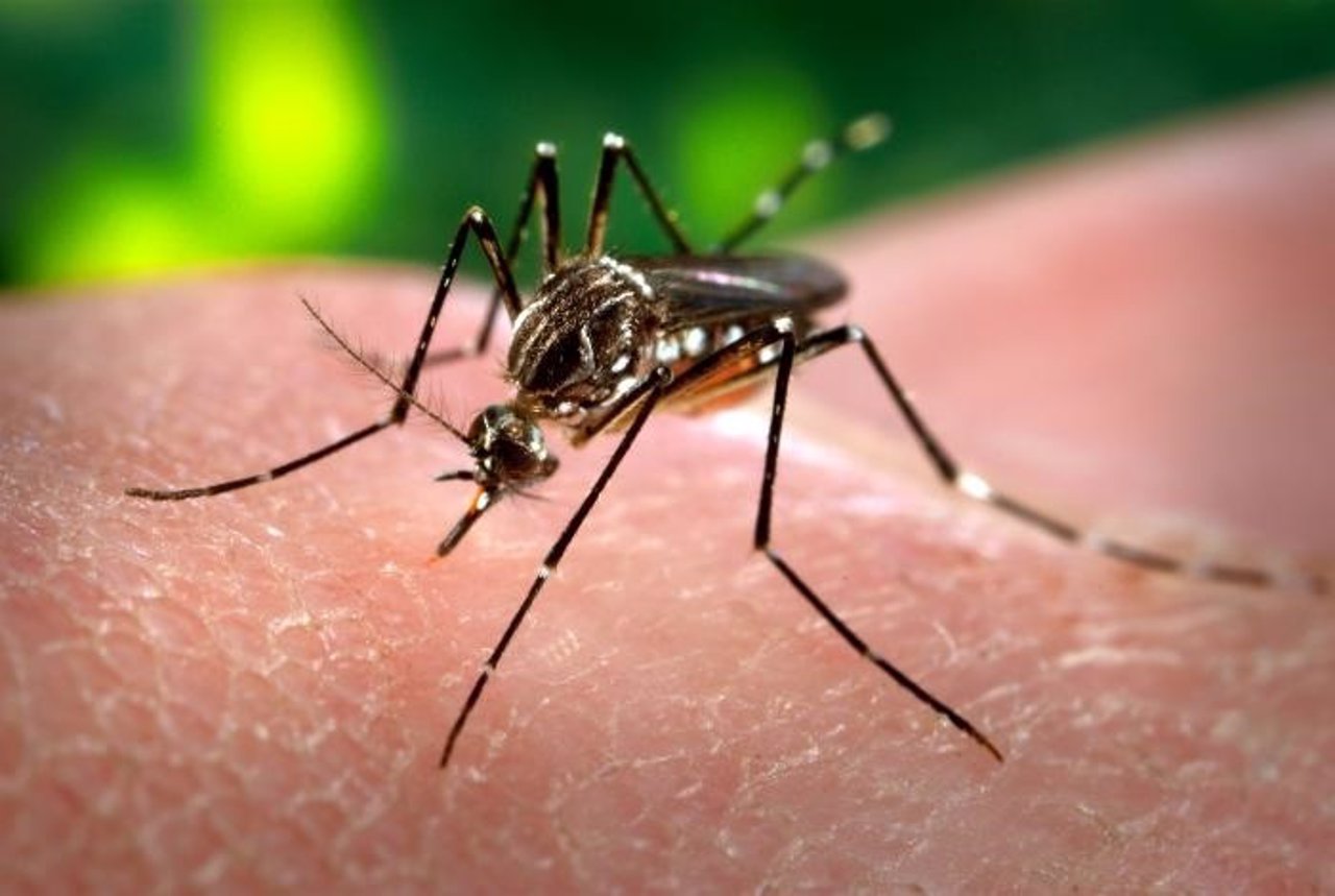 Mosquito Aedes aegypti, causante del zika