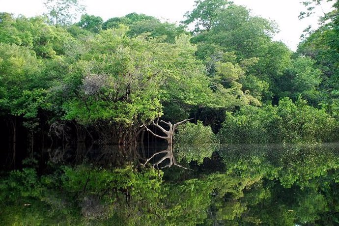 Amazonas